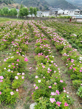 鄉村振興芍藥種植
