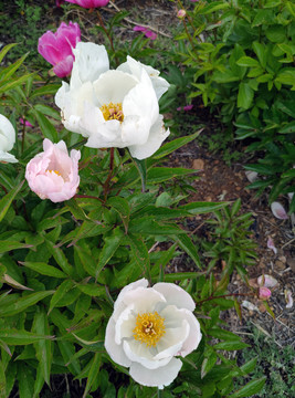 芍藥花