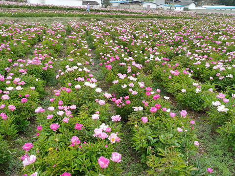 芍药种植基地