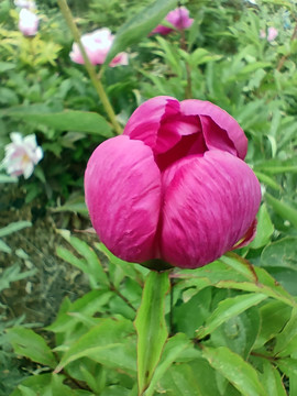 紅芍藥花蕾