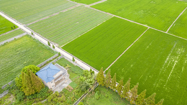 航拍农村民房水稻田