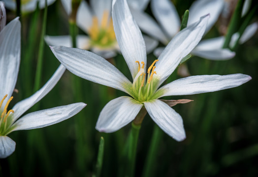 葱莲开花