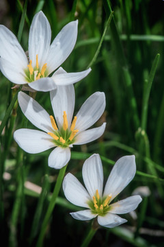 葱莲花特写