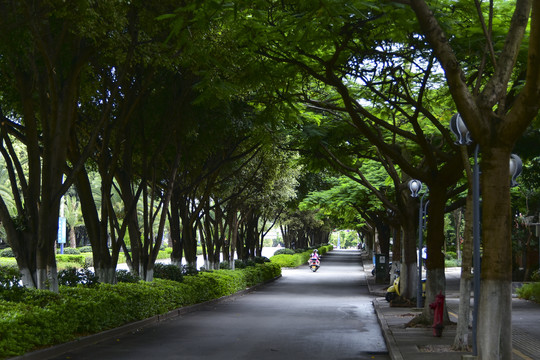 云南蒙自市区道路绿树成荫