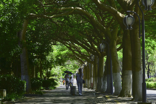 云南蒙自市区道路绿树成荫