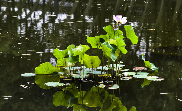 荷花