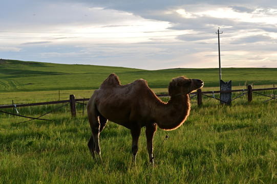 内蒙古大草原骆驼