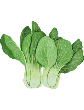 農(nóng)產(chǎn)品上海青