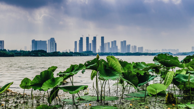 城市湖泊风景