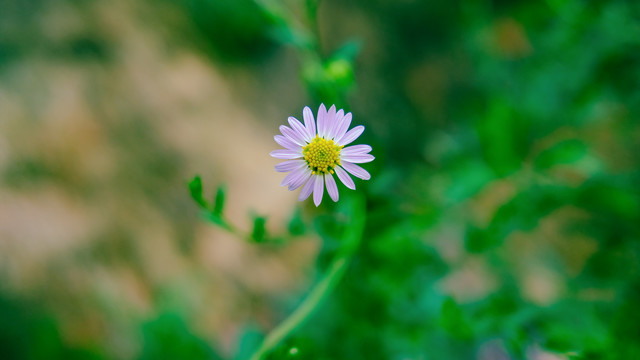 狗娃花