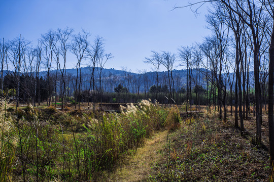 云南澄江国家湿地公园