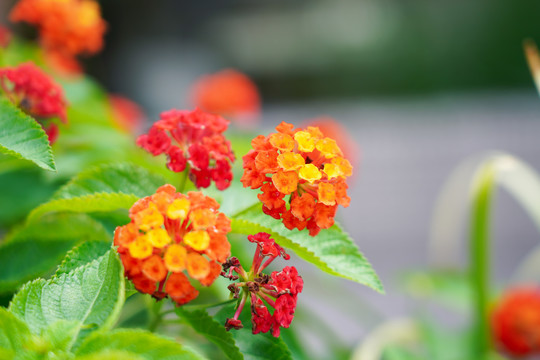 鲜花背景