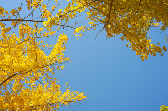 蓝天黄叶背景图