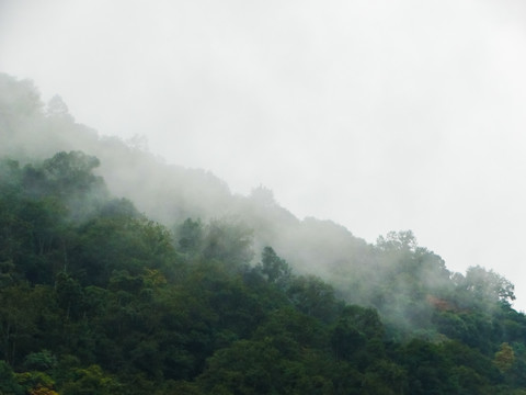 云雾雨林