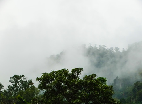 云雾雨林