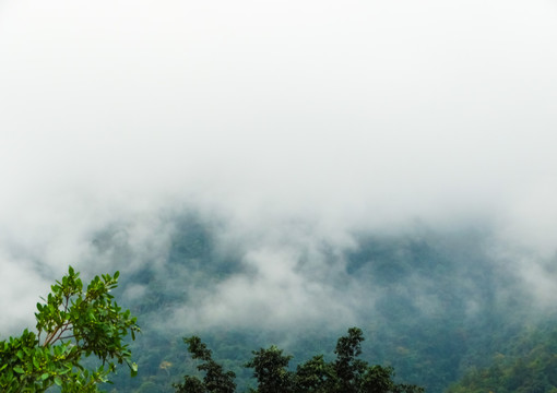 云雾雨林