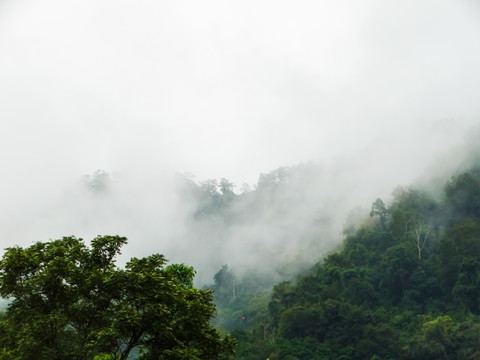 云雾雨林