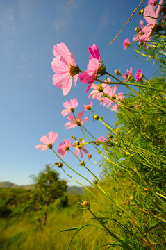 波斯菊