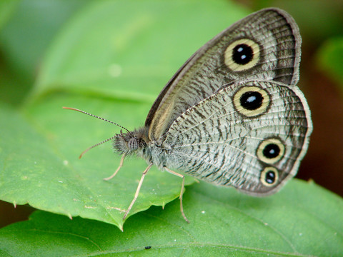 栖息在绿叶上的一只密纹矍眼蝶