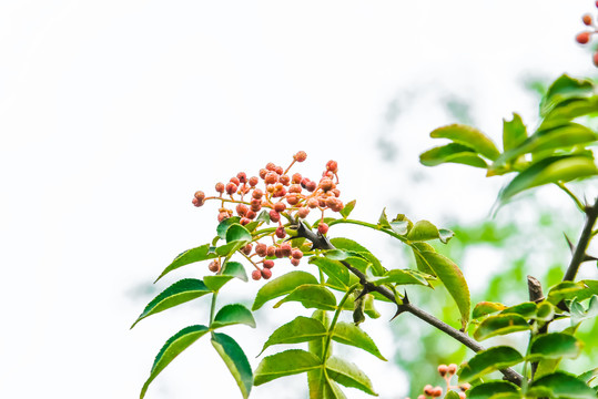 花椒枝