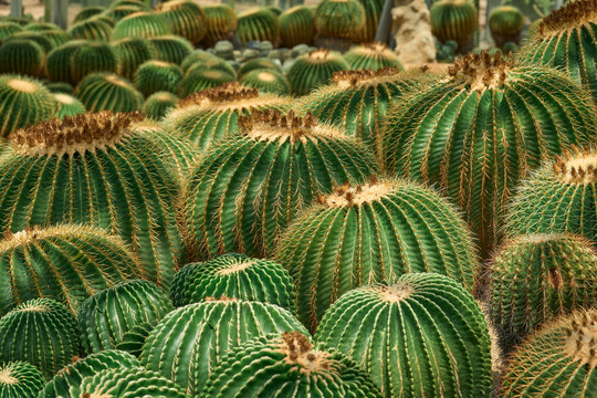 仙人球沙漠植物