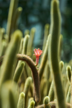 仙人掌花蕊