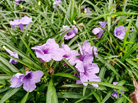 蓝花草