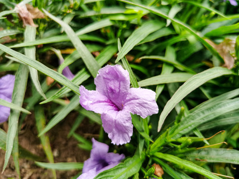 蓝花草