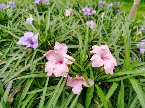 蓝花草