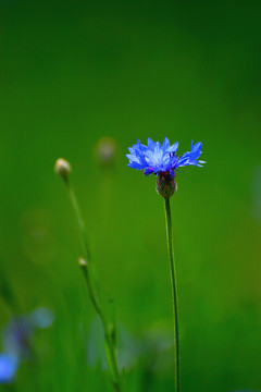 萱草花