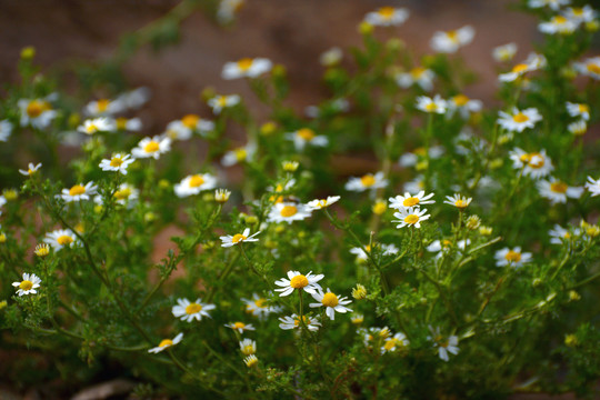 野白菊