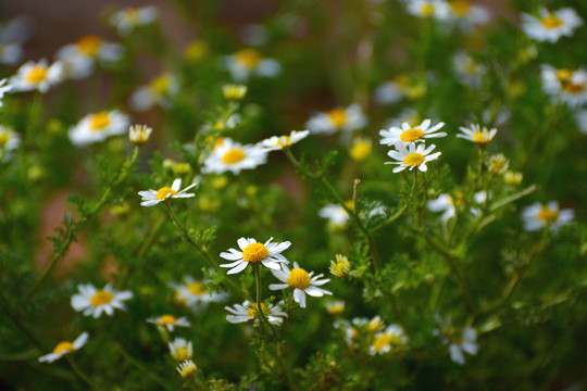 野白菊