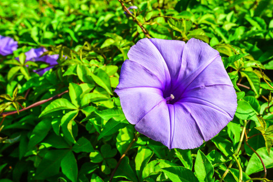 牵牛花