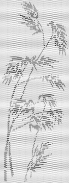 點(diǎn)狀竹子