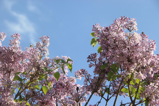 丁香花开