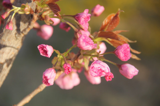 樱花