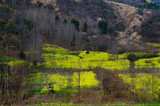 山林春色