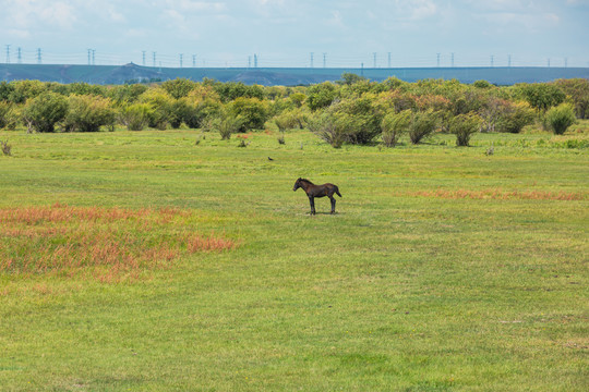 秋季草原牧场树林一匹马