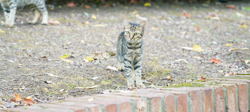 小花猫