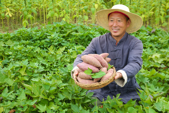 农民手里拿着一篮紫薯