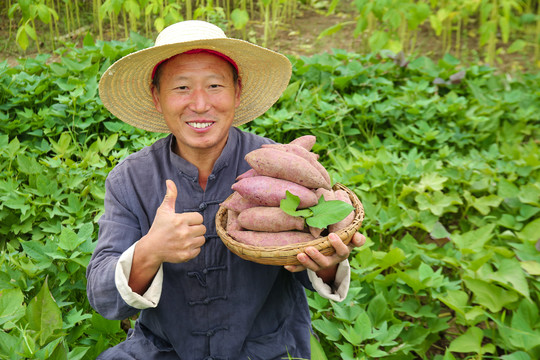 农民手里拿着一篮紫薯