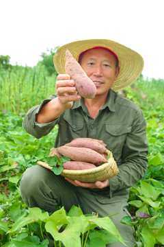 农民手里拿着一篮紫薯