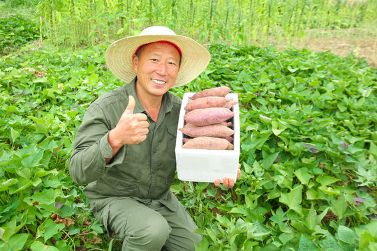 农民手里拿着一箱紫薯