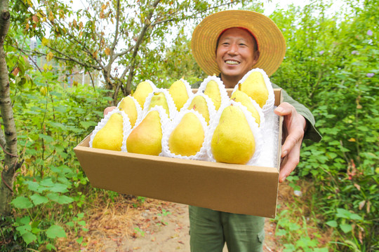 农民手里拿着一箱太婆梨