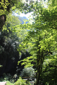 秘境神农架画廊谷美景