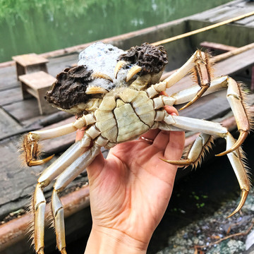 活大闸蟹