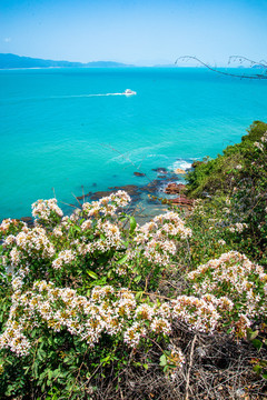 花与海