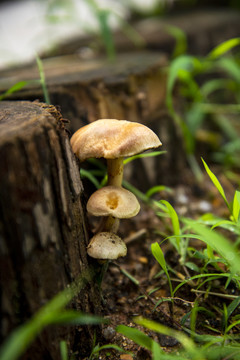 雨后蘑菇