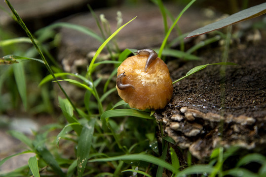 蘑菇与蛞蝓