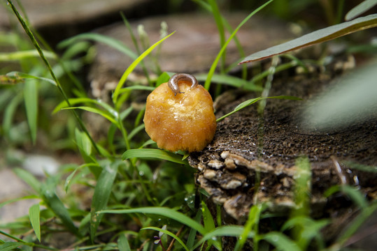 蘑菇与蛞蝓